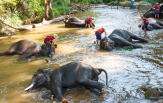 A group of people in the water with elephants.