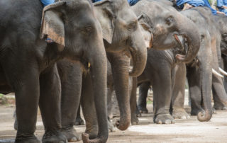 A group of elephants walking down the street.