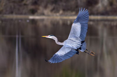 A bird flying over the water with its wings spread.
